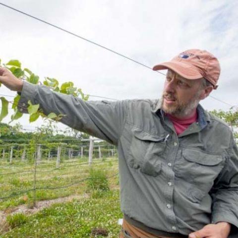 Kiwi farming in New Hampshire