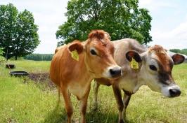 Two cows from 主要研究's organic dairy research farm look to the left of camera.